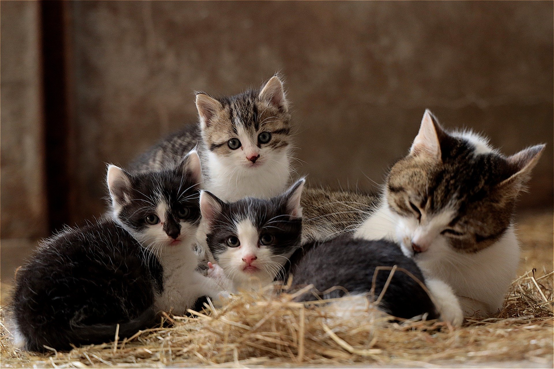 These Are The 22 Most Expensive Kittens To Buy In The Uk Warrington Guardian