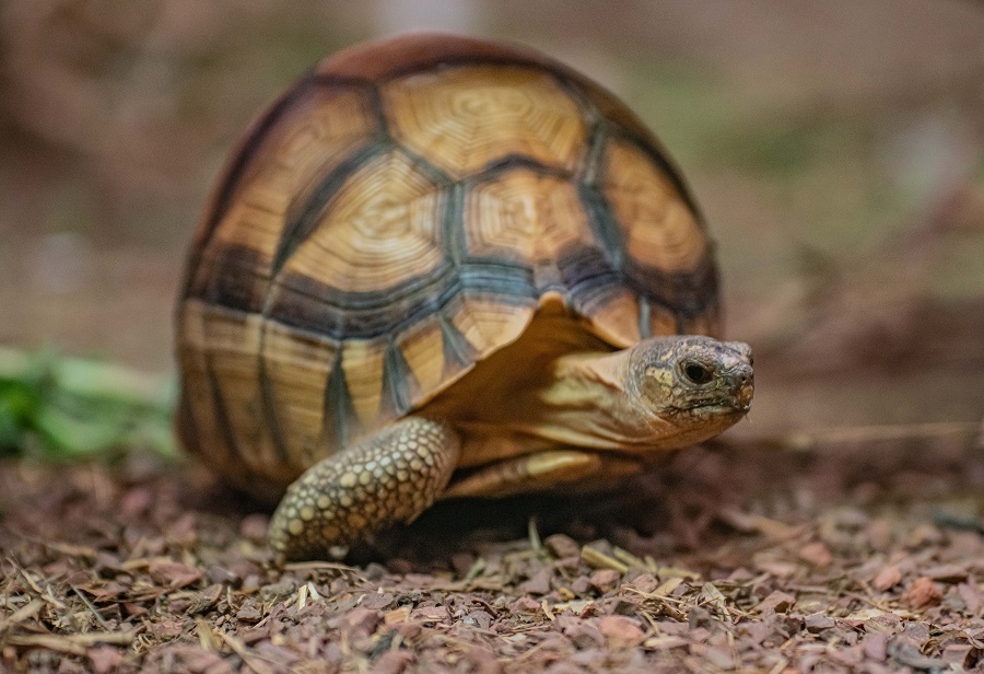 A plucky male ploughshare tortoise, nicknamed Hope, is now part of a vital conservation-breeding programme for the critically endangered species at Chester Zoo, thanks to a specially fitted prosthetic mobility support.