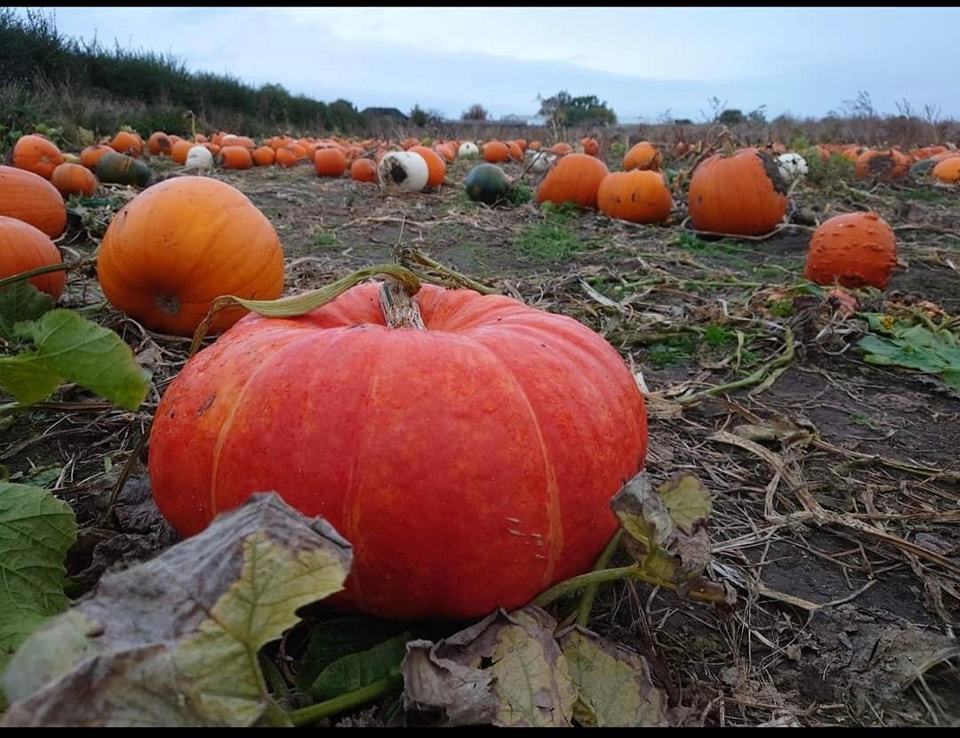 Perfect places to pick a pumpkin