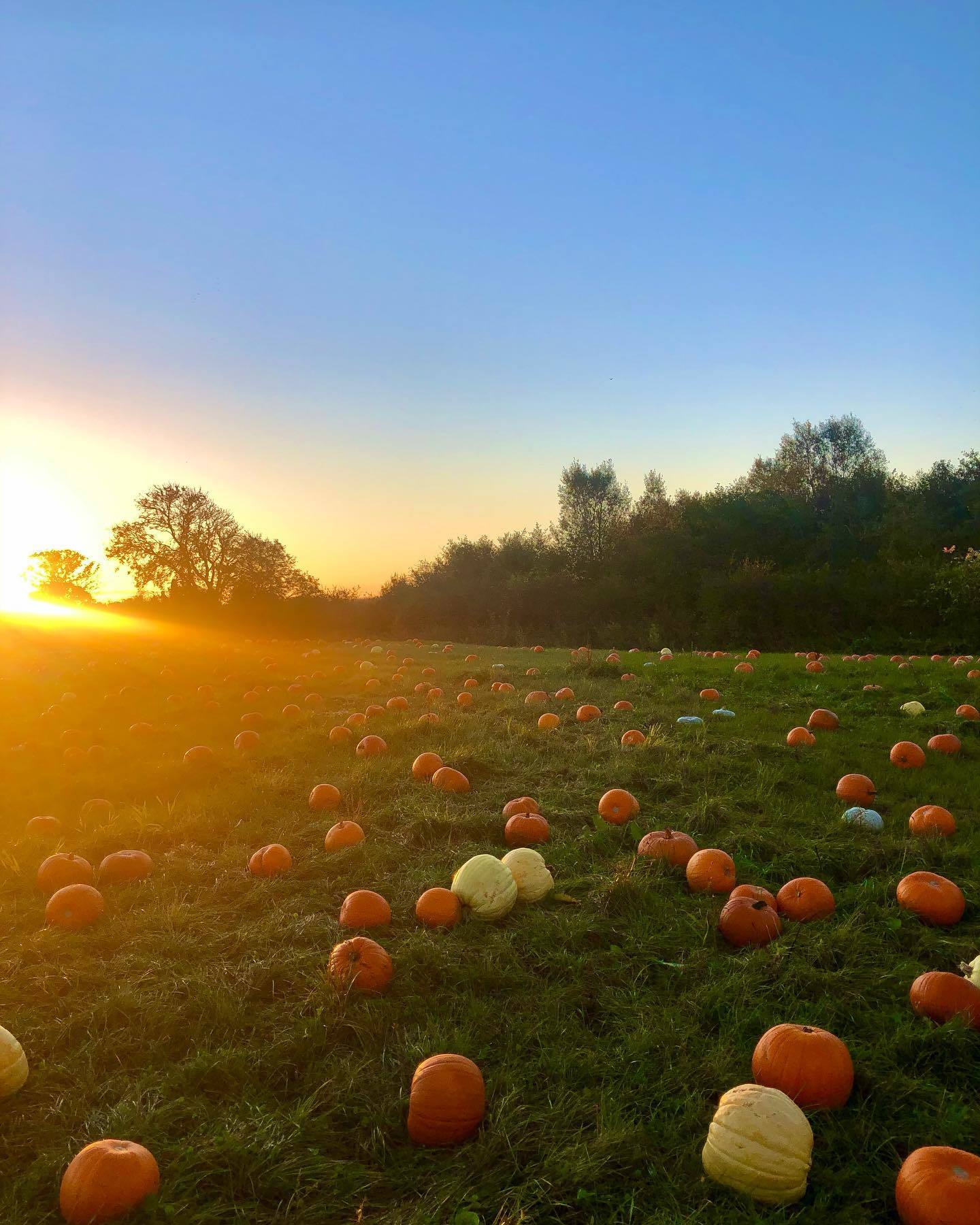 Partridge Pumpkin Patch