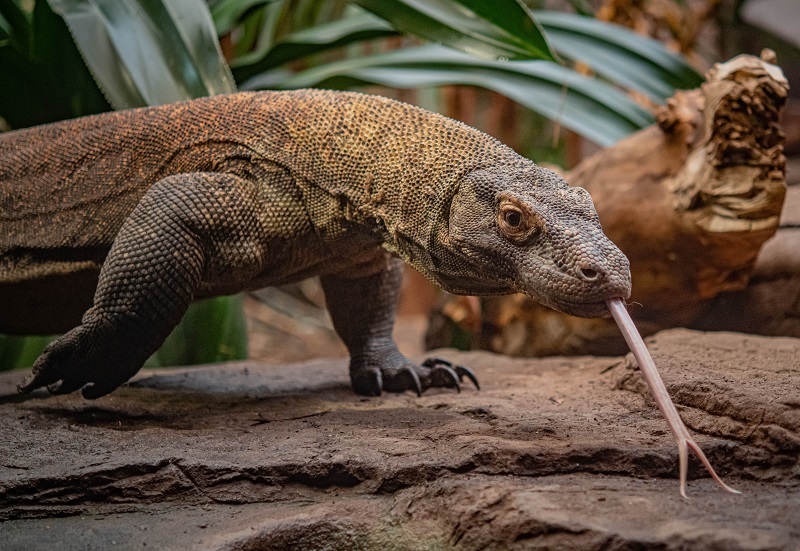 A new Halloween trail is available for families to enjoy at Chester Zoo.