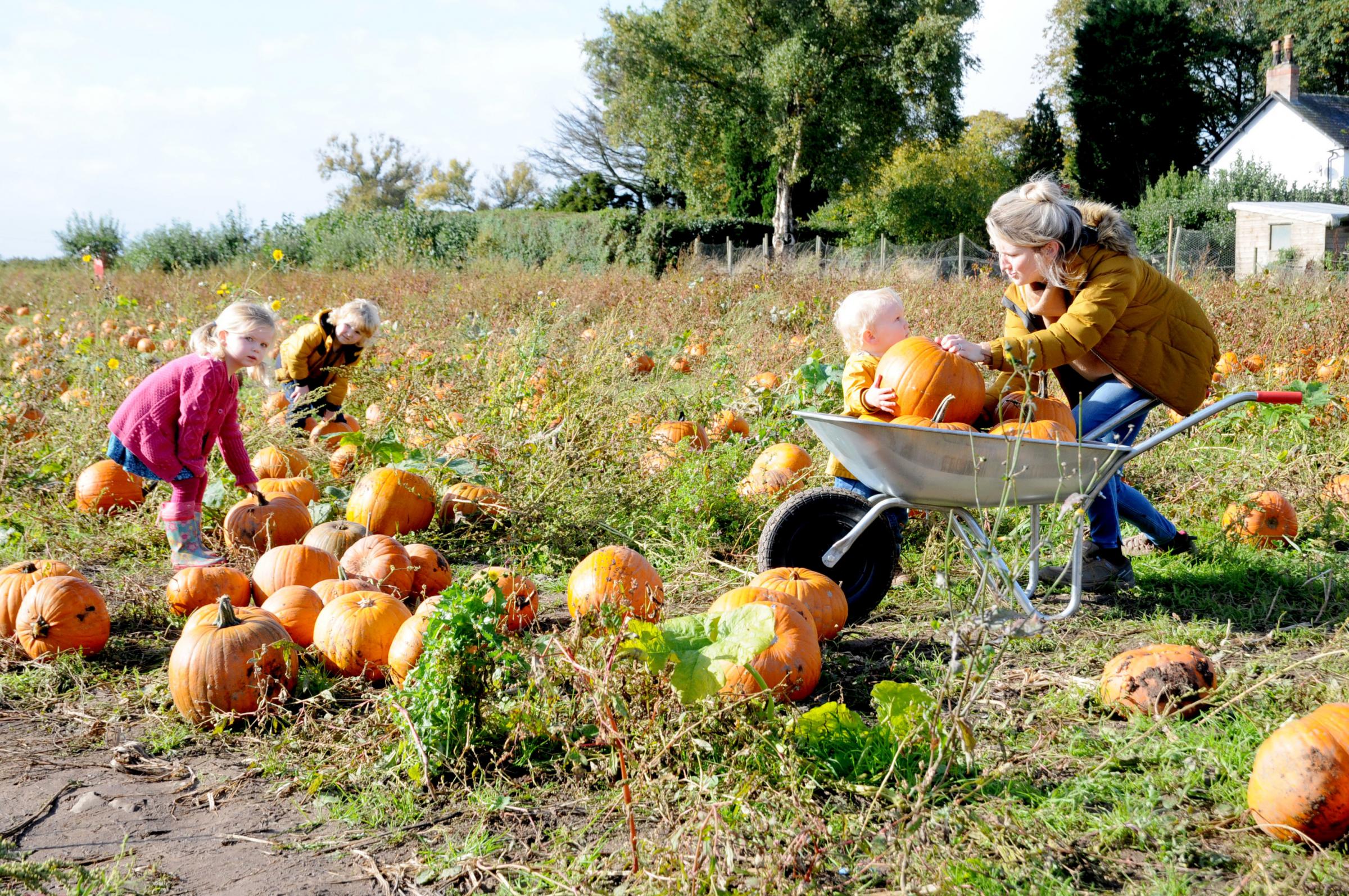 Rosa Bulmer, Kit Risi and Jude Risi enjoying a pumpkin-filled day out