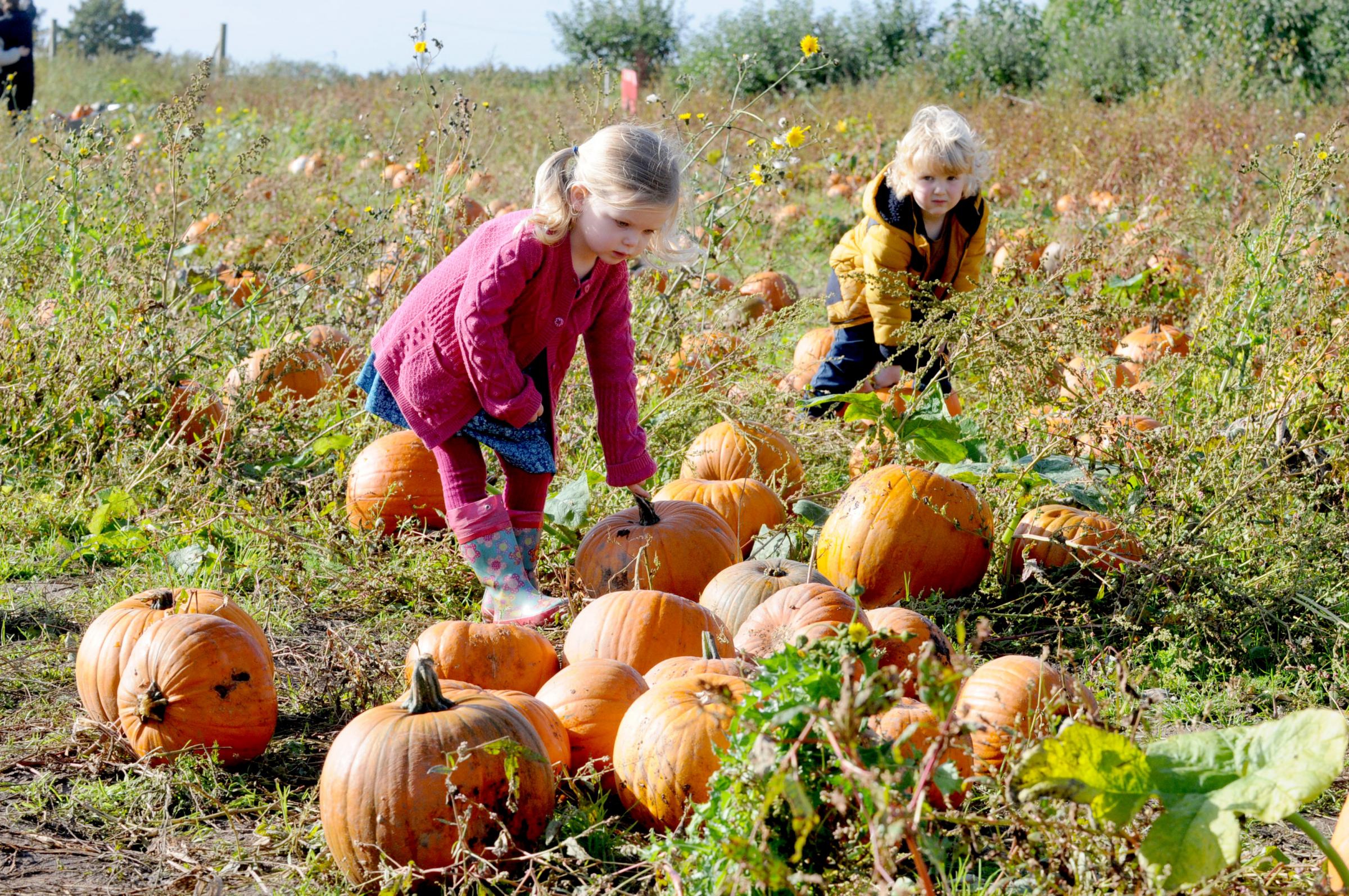 Rosa Bulmer and Kit Risi choosing their perfect pumpkins