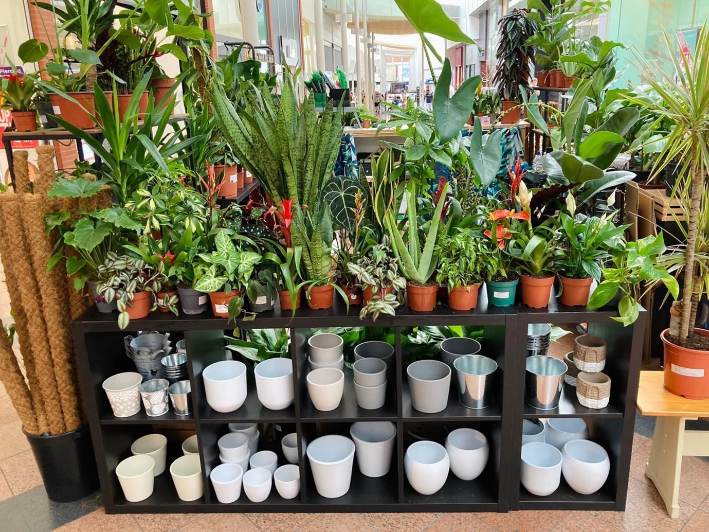 There is a wide range of house plants available to suit all budgets