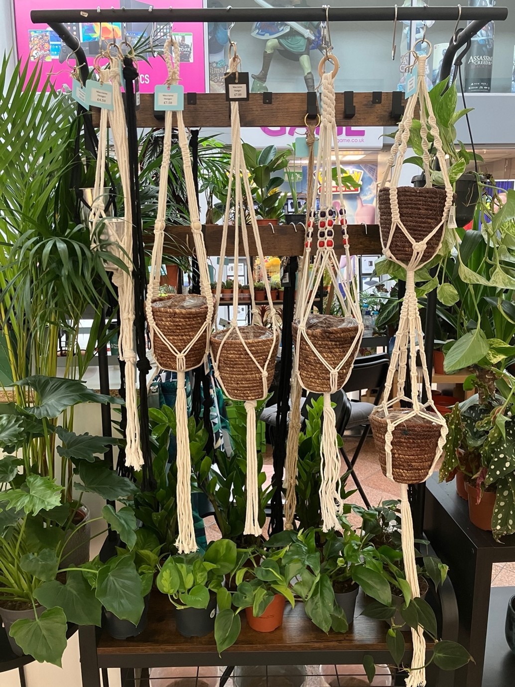 Hanging indoor plants are popular