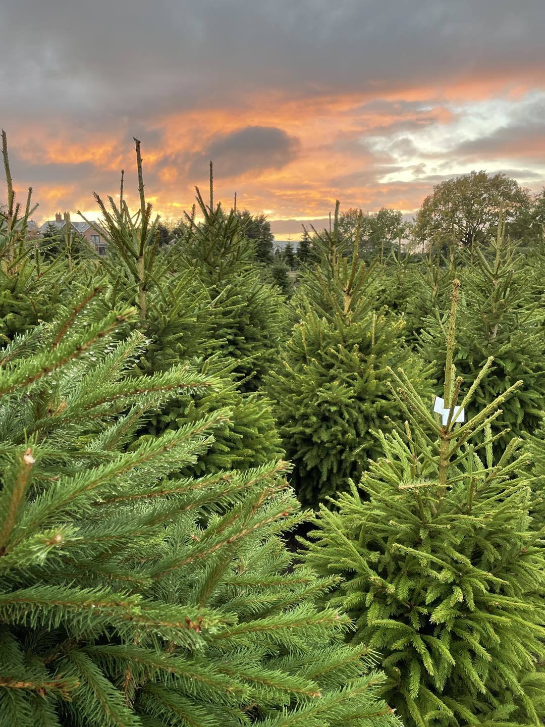 There was plenty to choose from this year at Grappenhall Christmas Trees