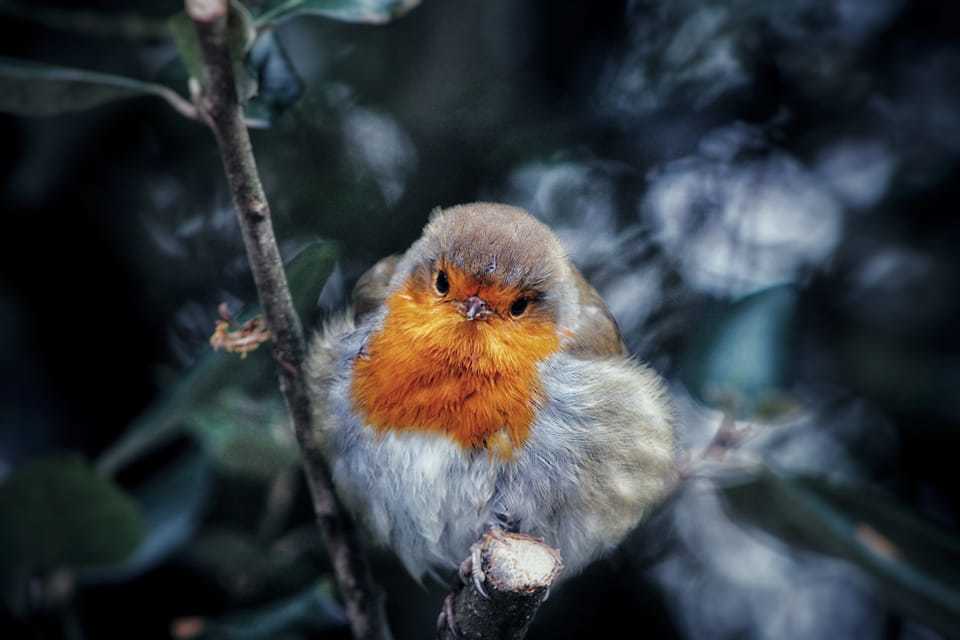 A robin avoiding the snow by Tony Crawford