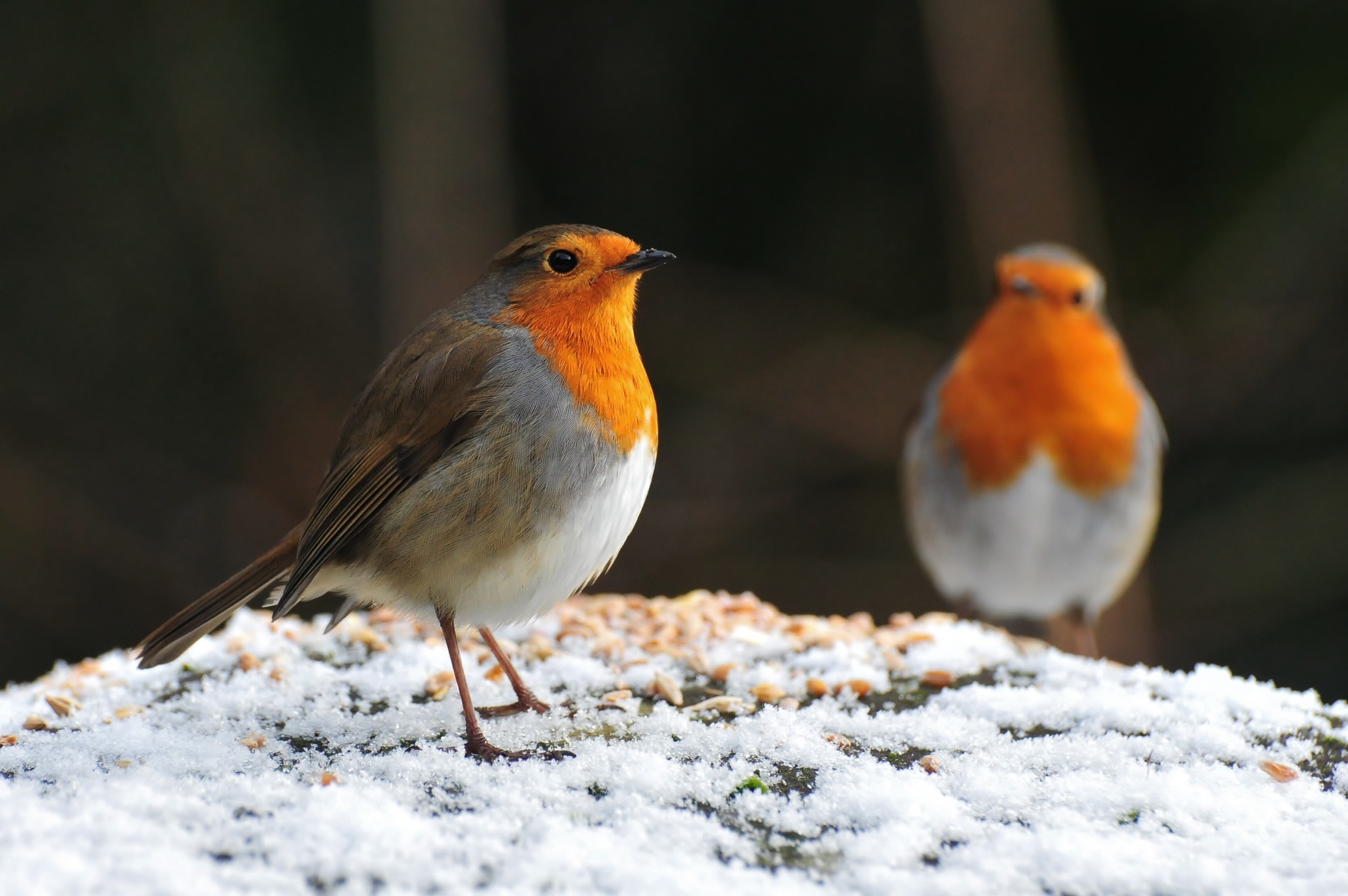 Feeding time in the snow, Lower Walton, by Darren Moston