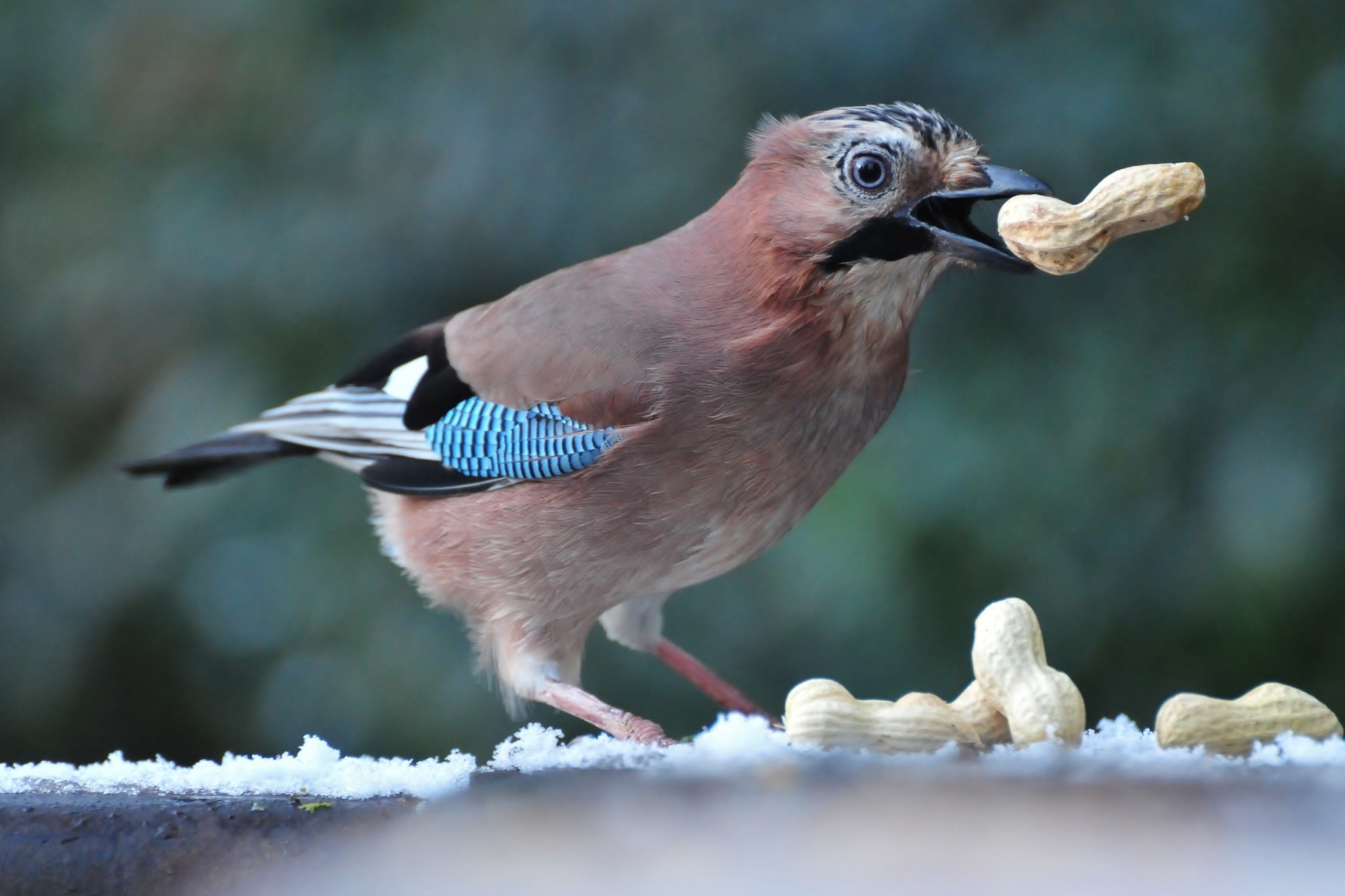 Frozen nuts! by Darren Moston at Walton Hall and Gardens