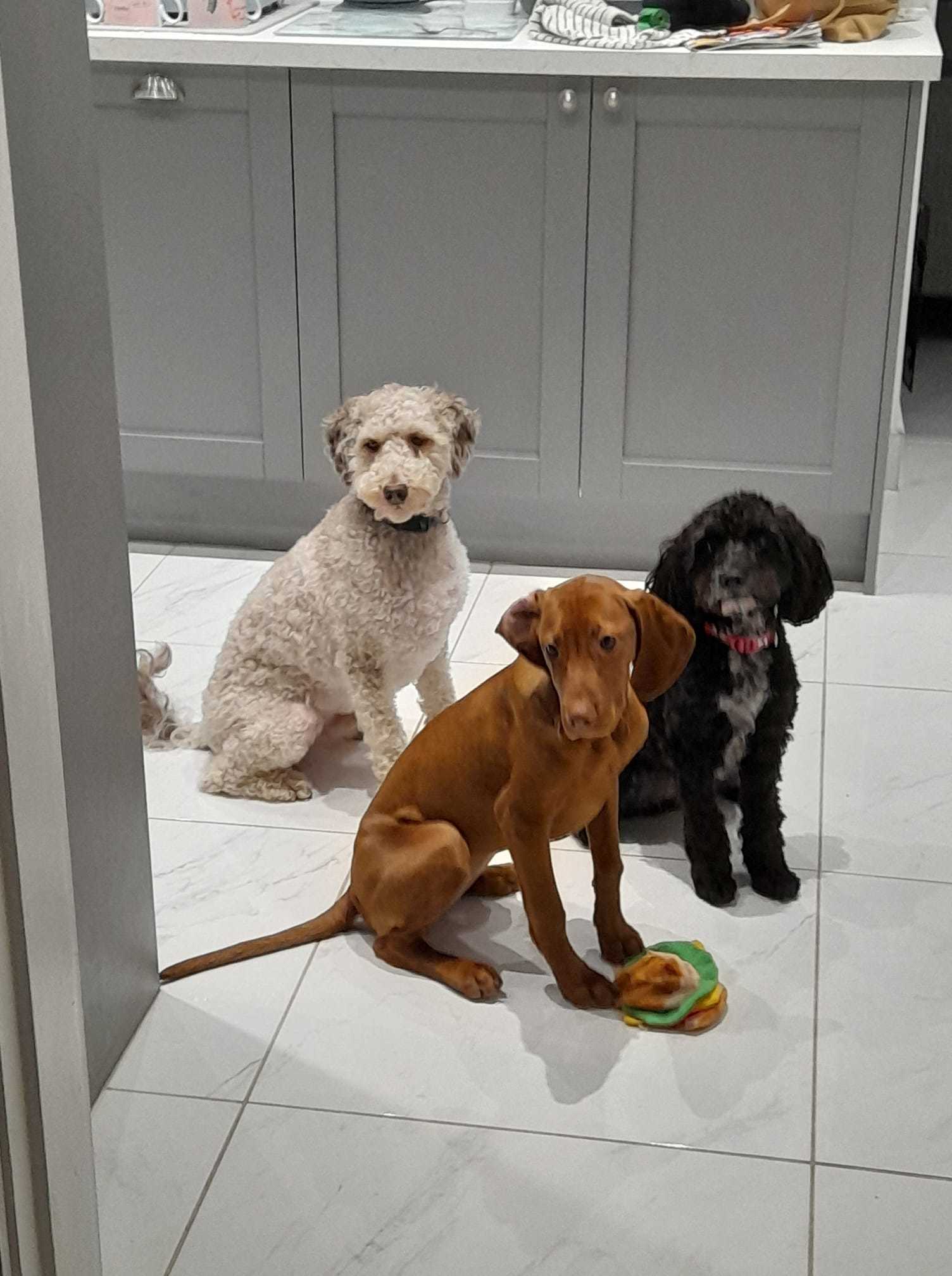 Flynn, Maggie and Juno