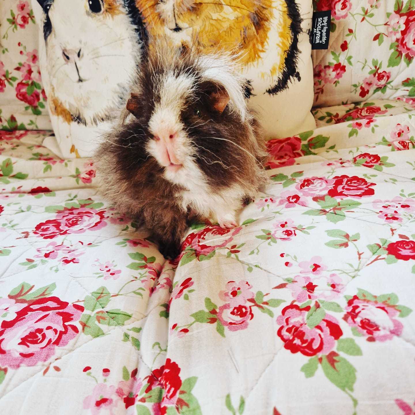 Rodney the guinea pig