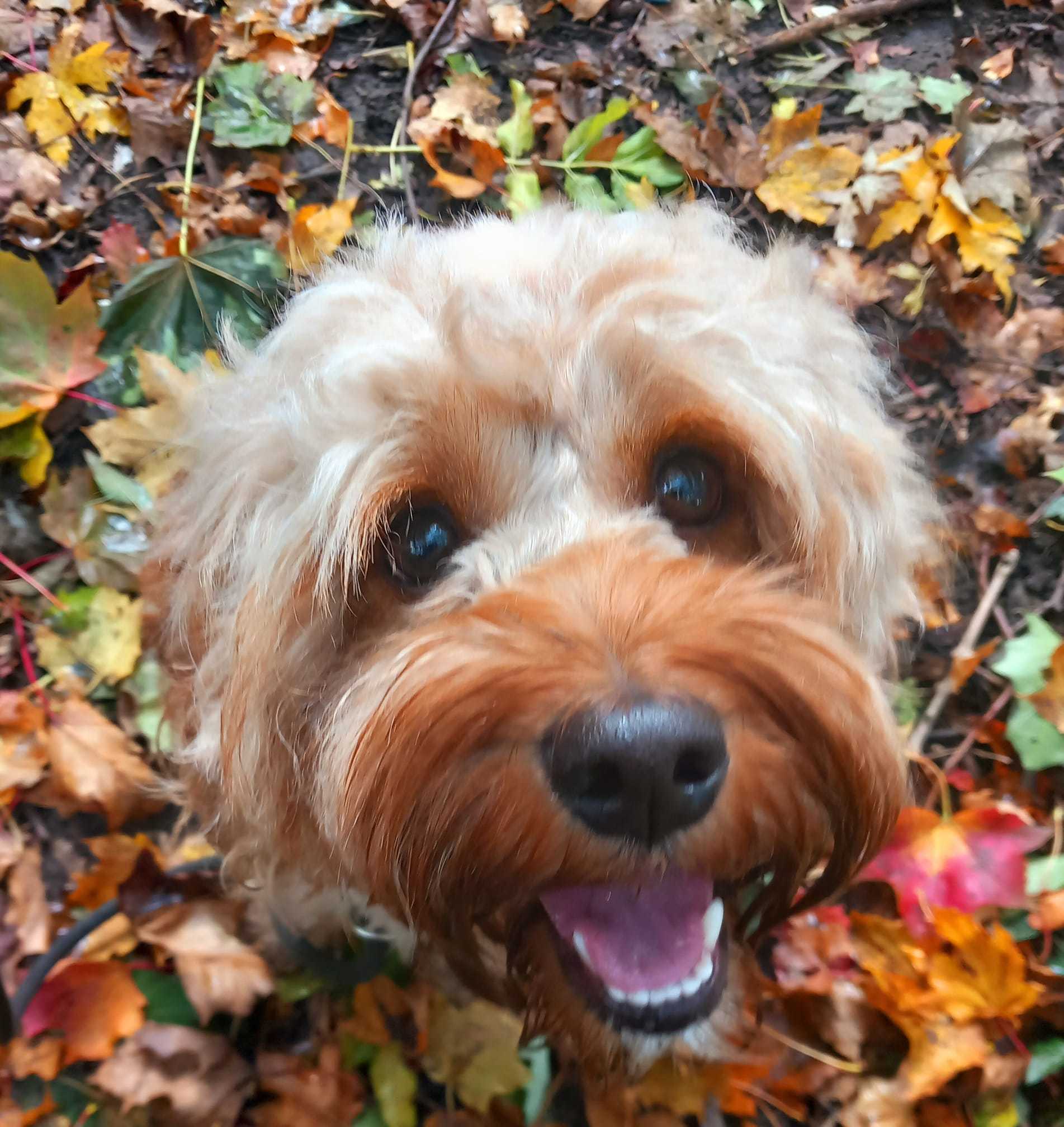 Three-year-old Ruby