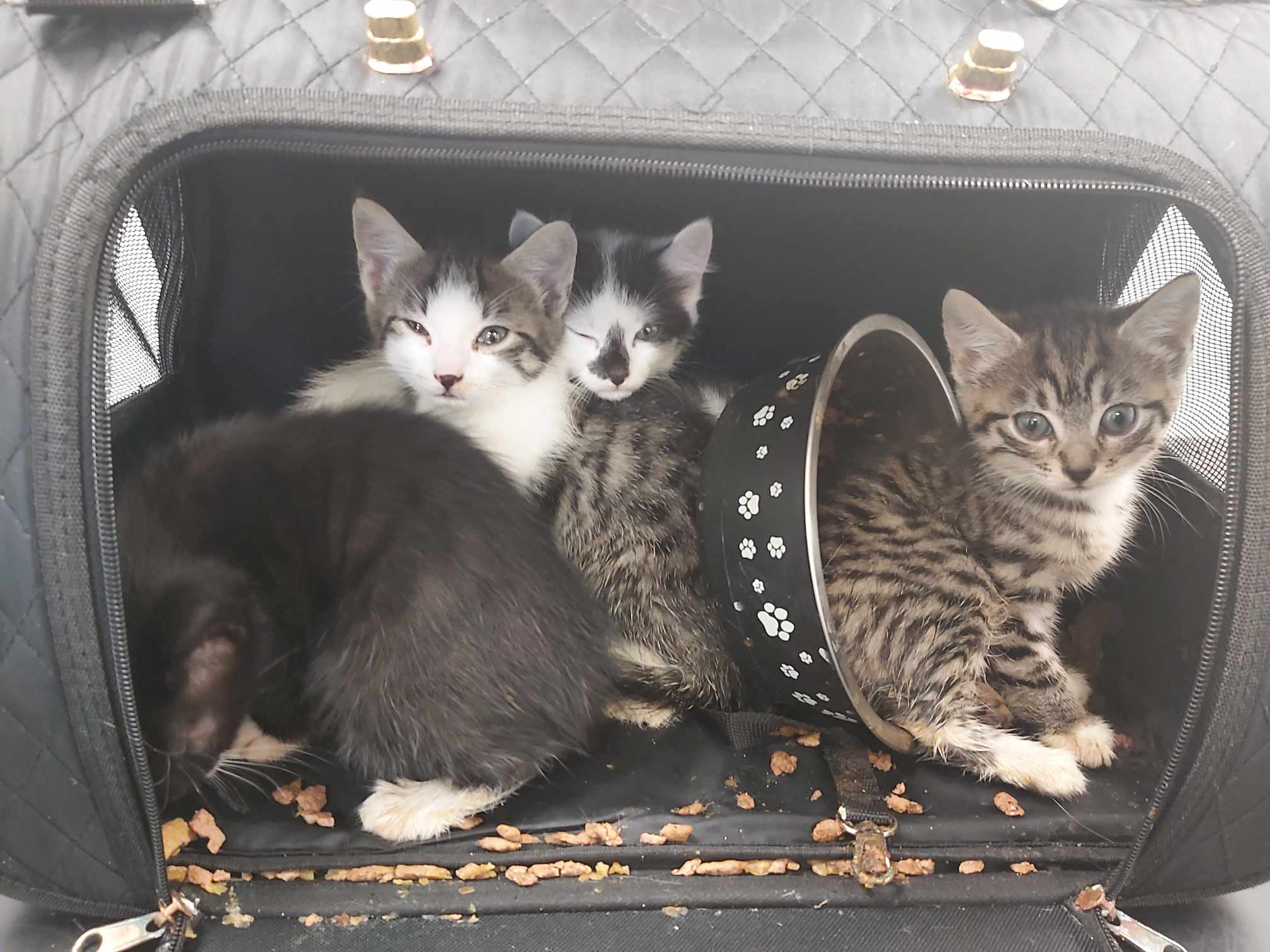 5 tiny kittens found dumped at industrial estate in Warrington