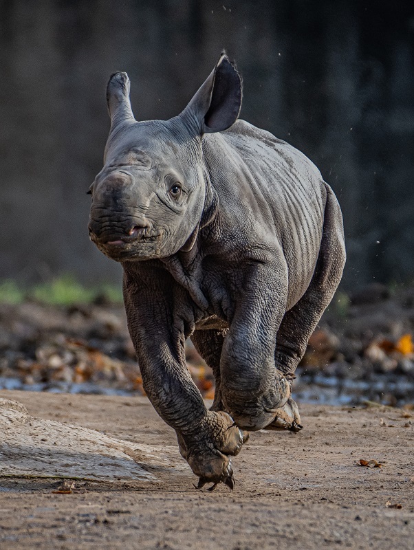 Joy as critically endangered eastern black rhino is born at Chester Zoo.