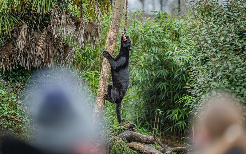 Chester Zoo is giving away 35,000 free visits to nurseries, schools and colleges. Pictures: Chester Zoo.