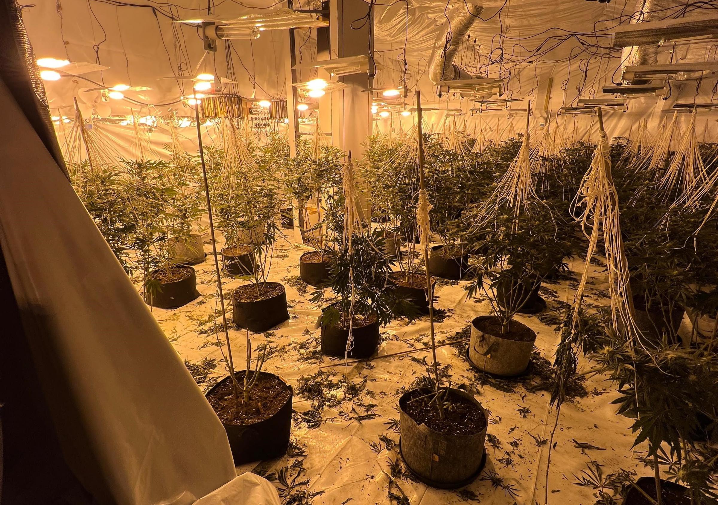 Inside the huge cannabis farm that was discovered by police