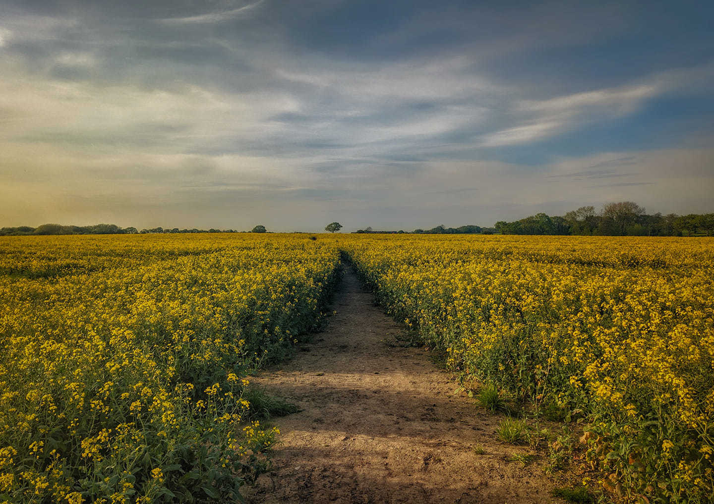 Rixton fields by Tony Harnett