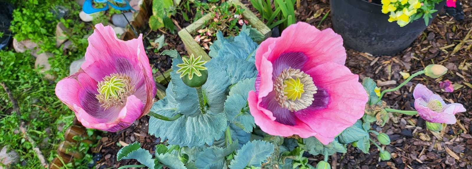 Garden poppies in Orford byTony Crawford