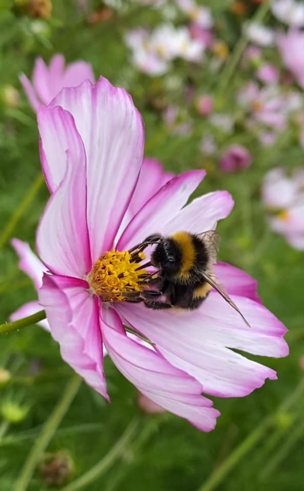 Grappenhall Heys Walled Gardens by Tracy Milsom