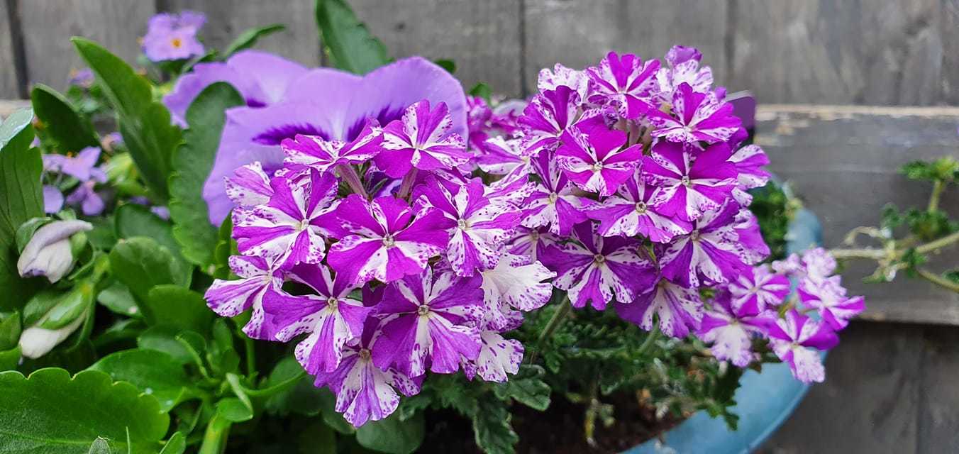 Verbena purple star by Tony Crawford