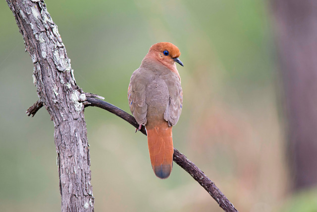 An international team of conservationists successfully hand-reared a blue-eyed ground-dove chick – giving hope to the survival of one of the worlds rarest species.