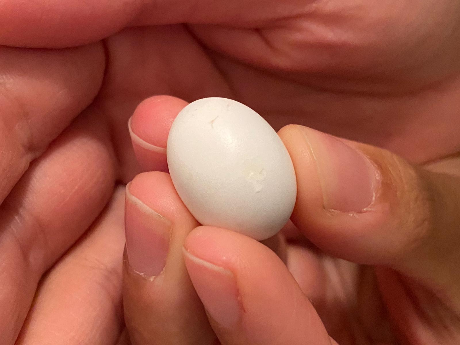 An international team of conservationists successfully hand-reared a blue-eyed ground-dove chick – giving hope to the survival of one of the worlds rarest species.