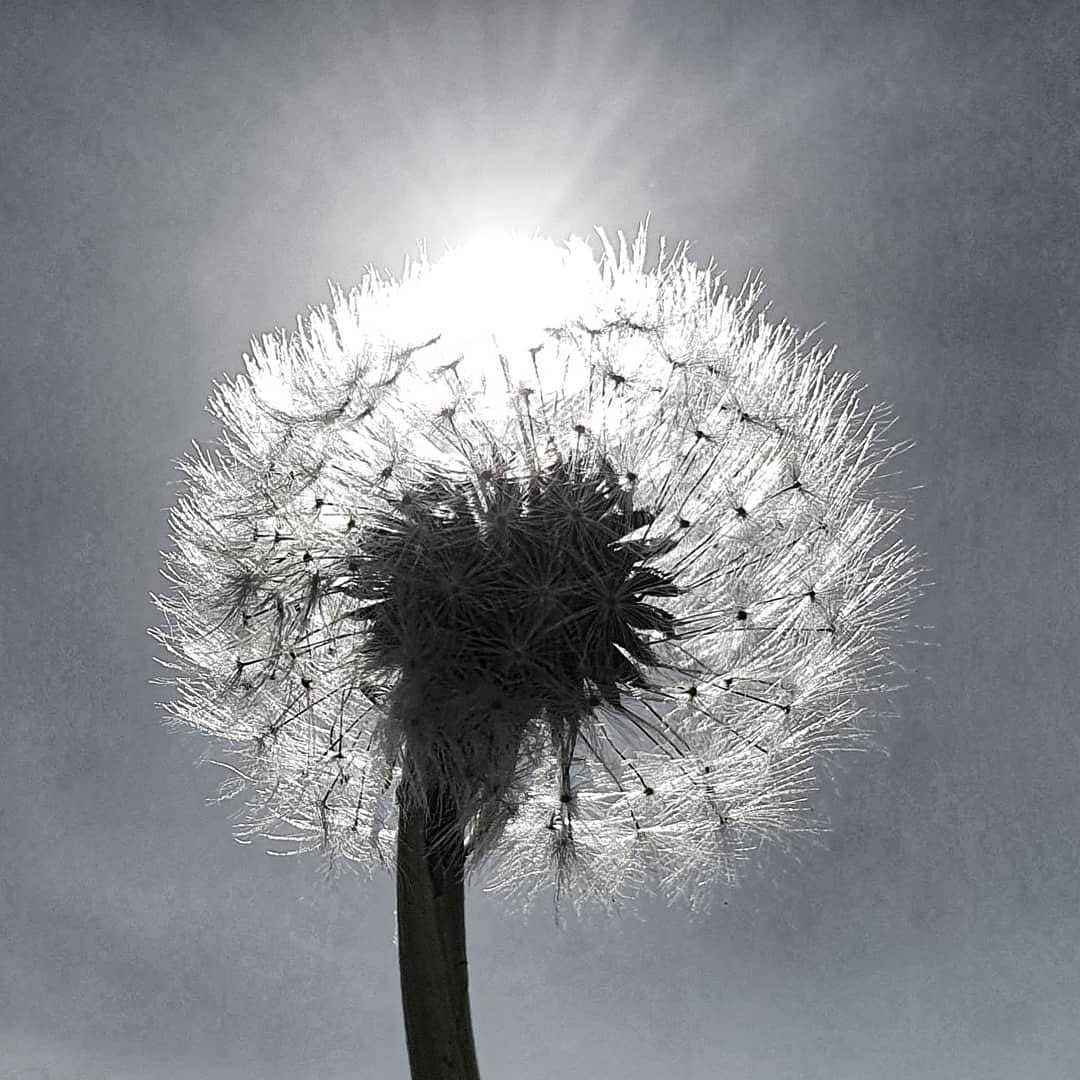 Dandelion in the sun by Tony Crawford