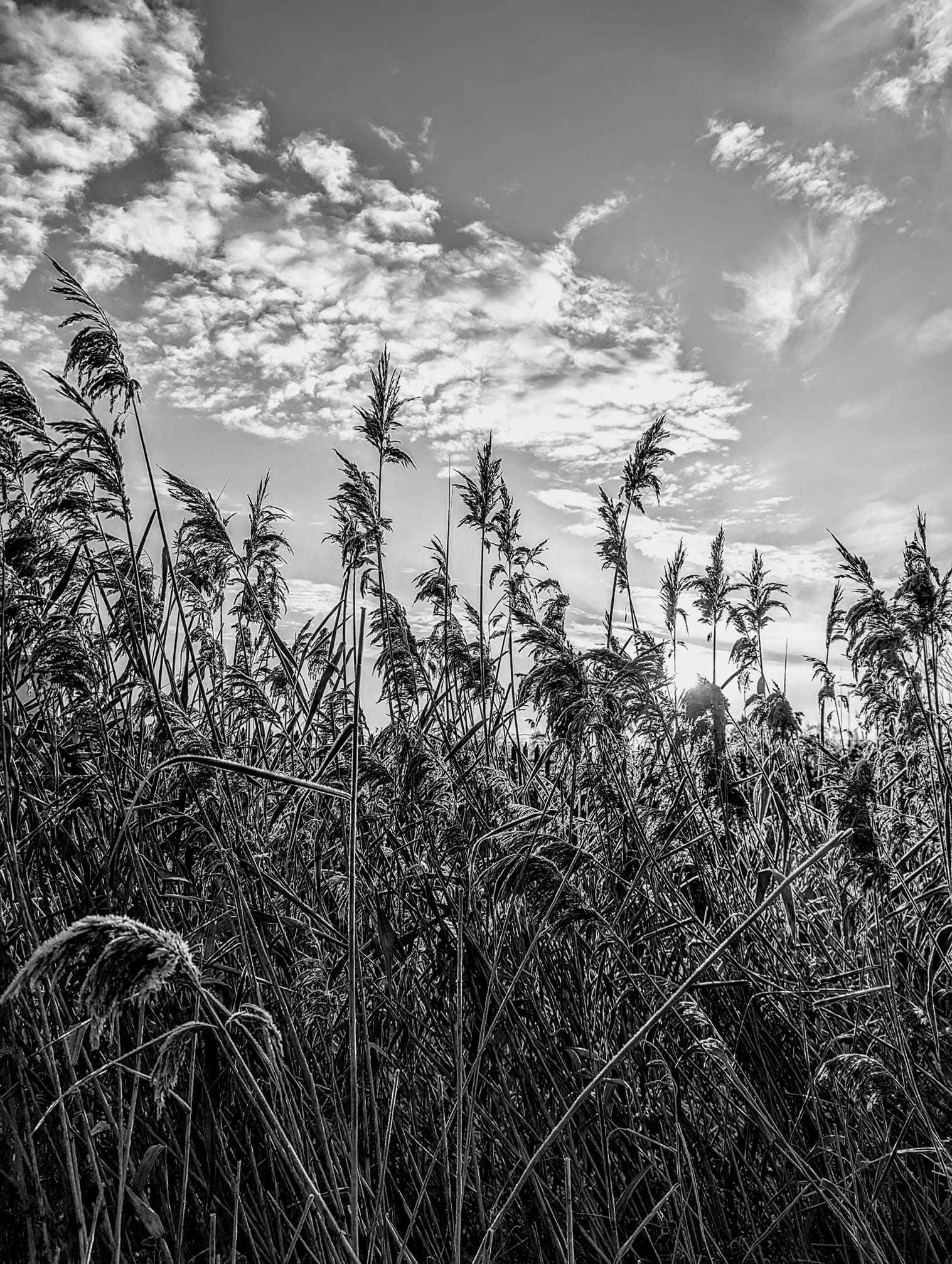 Looking up in Latchford by Rachael Lahan