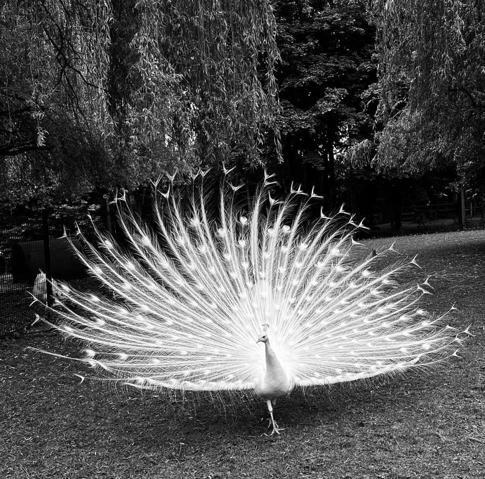 Peacock at Walton Gardens by Wendy Stout