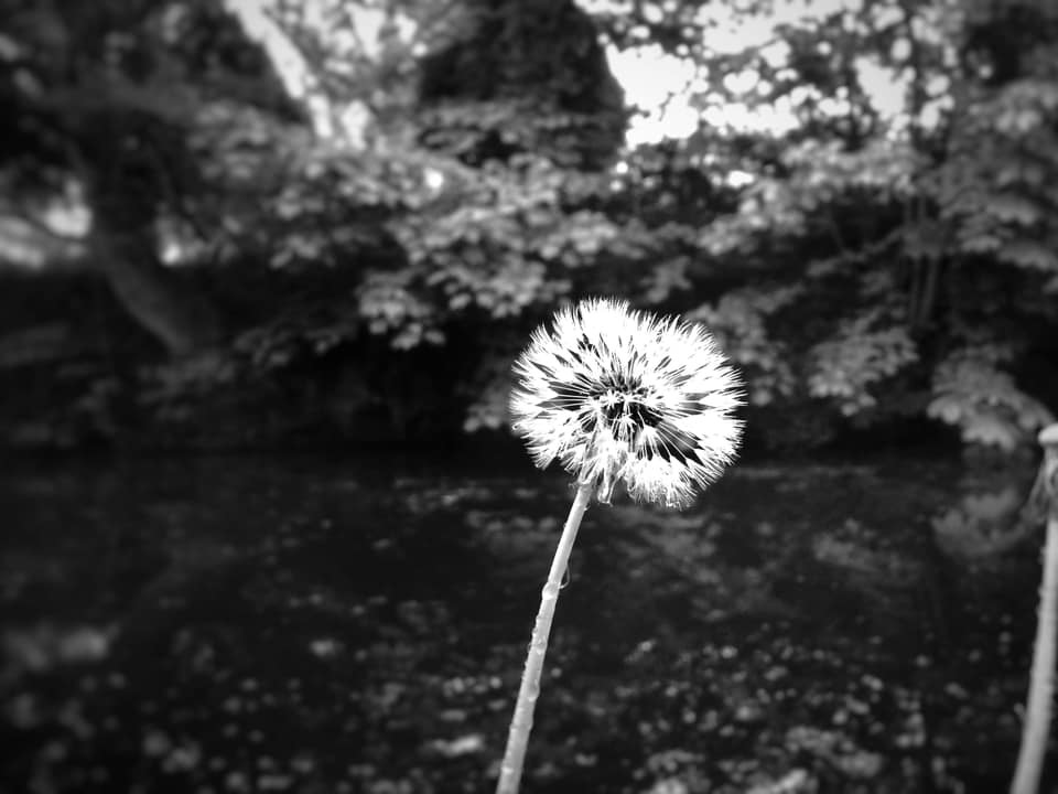 Dandelion time by David Noble