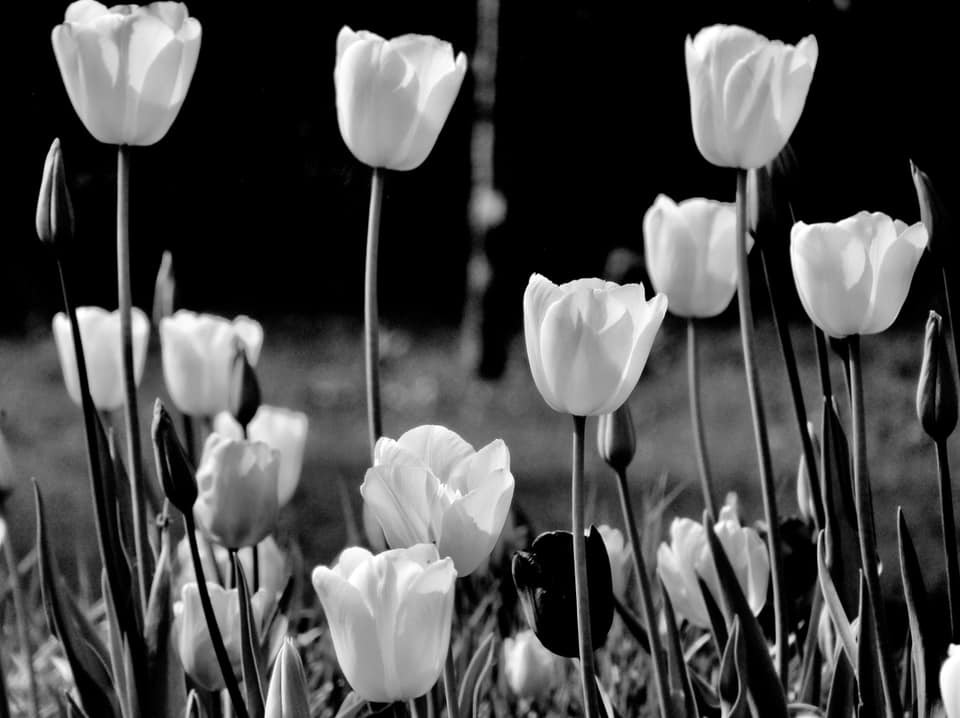 Tulips by Tracy Milsom