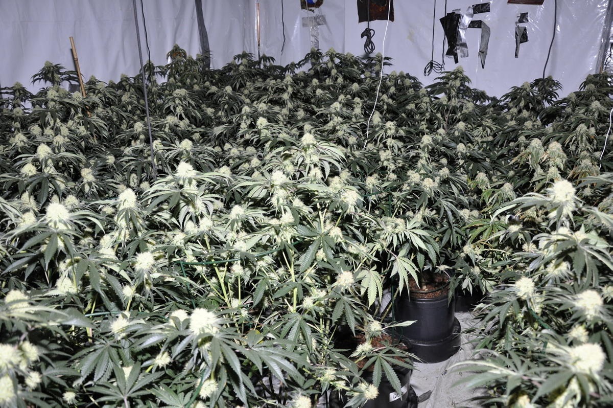 One of the rooms in which a cannabis farm was found in the property