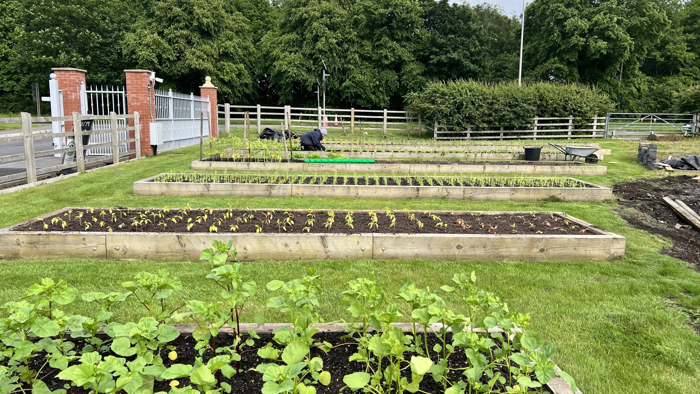 The ever-growing six acre vegetable patch at Field28