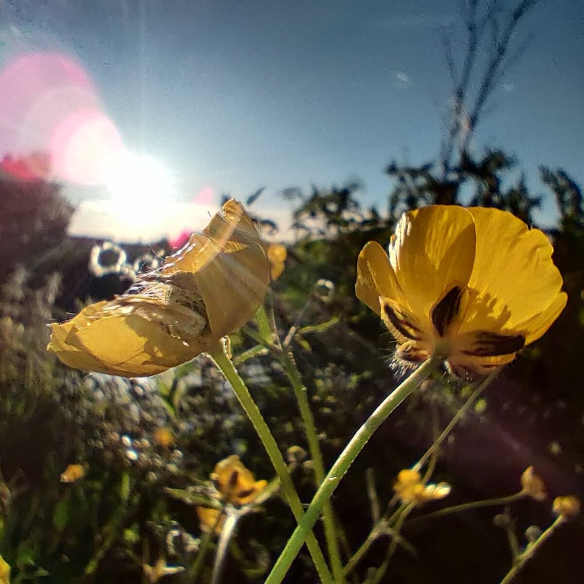 In the sunshine at Sankey Valley Park