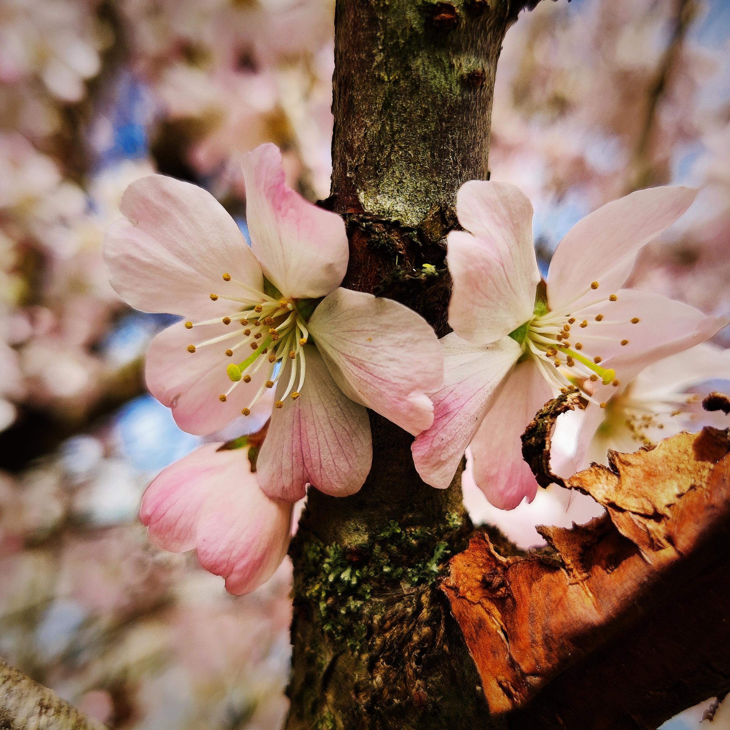 Blossom in Orford Park