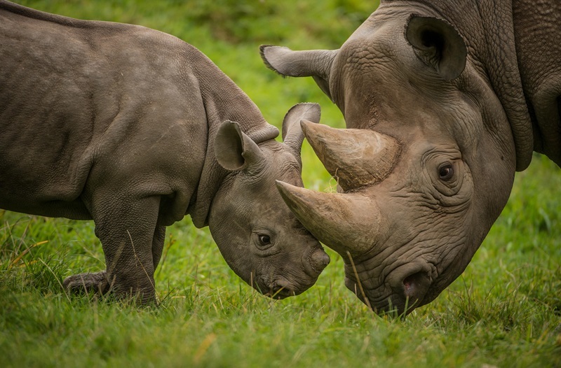 Chester Zoos 10K running event, Run for Nature, is returning on September 22, and will help save rhinos from extinction.