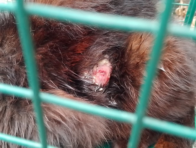 The wound suffered by the poor cat