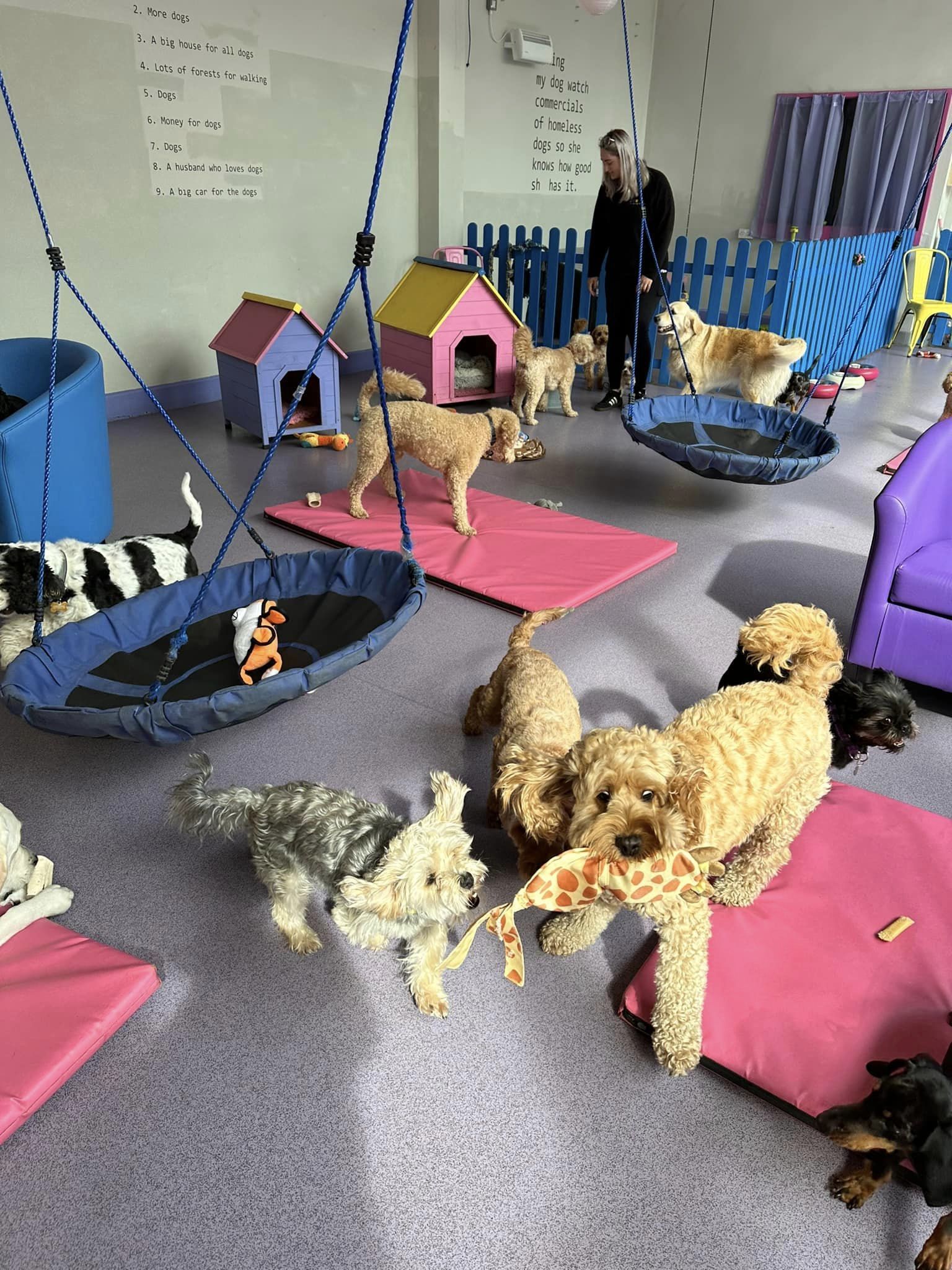 The Dog Haus Warrington, Doggy Daycare & Grooming Spa