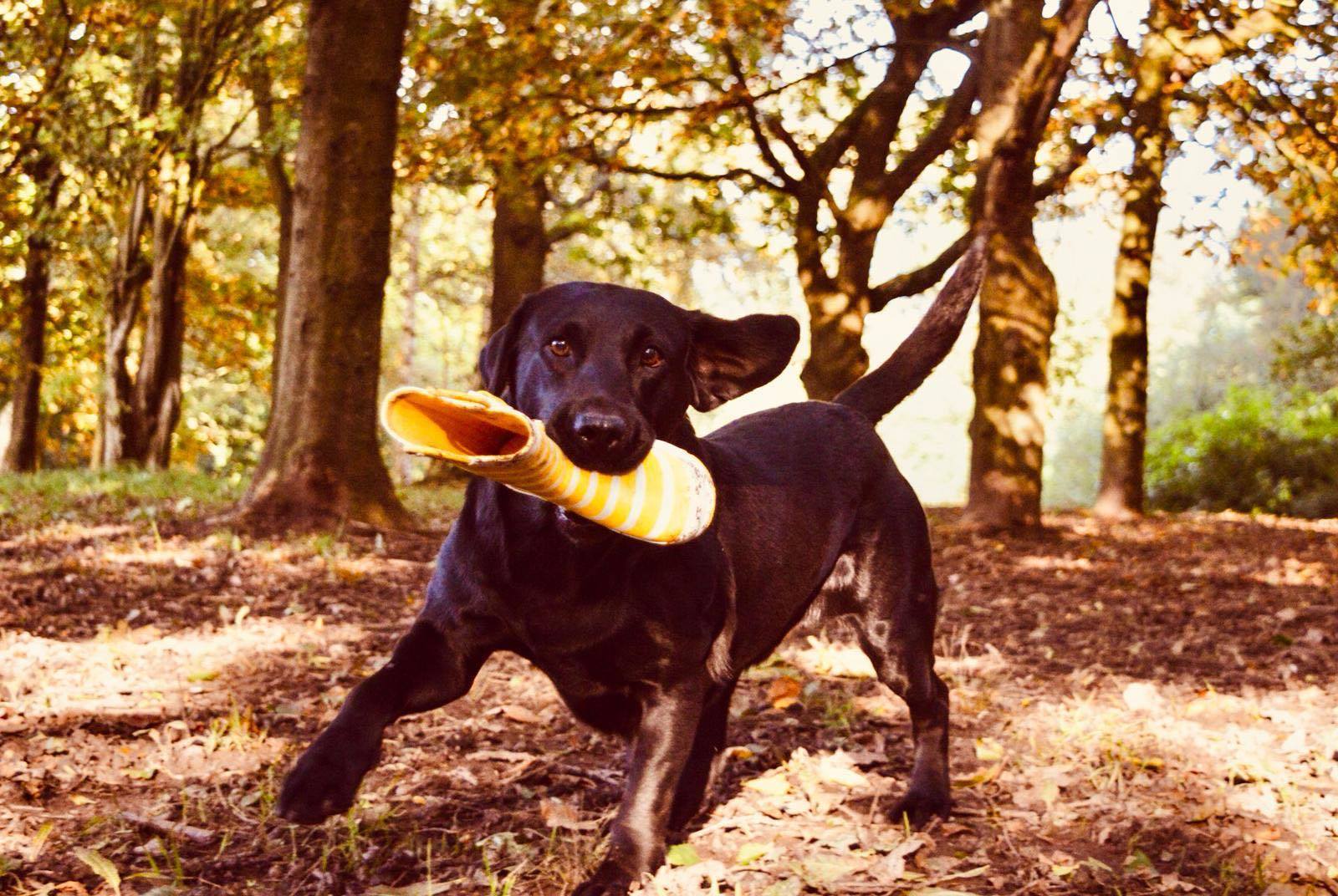 Welliedogswalks