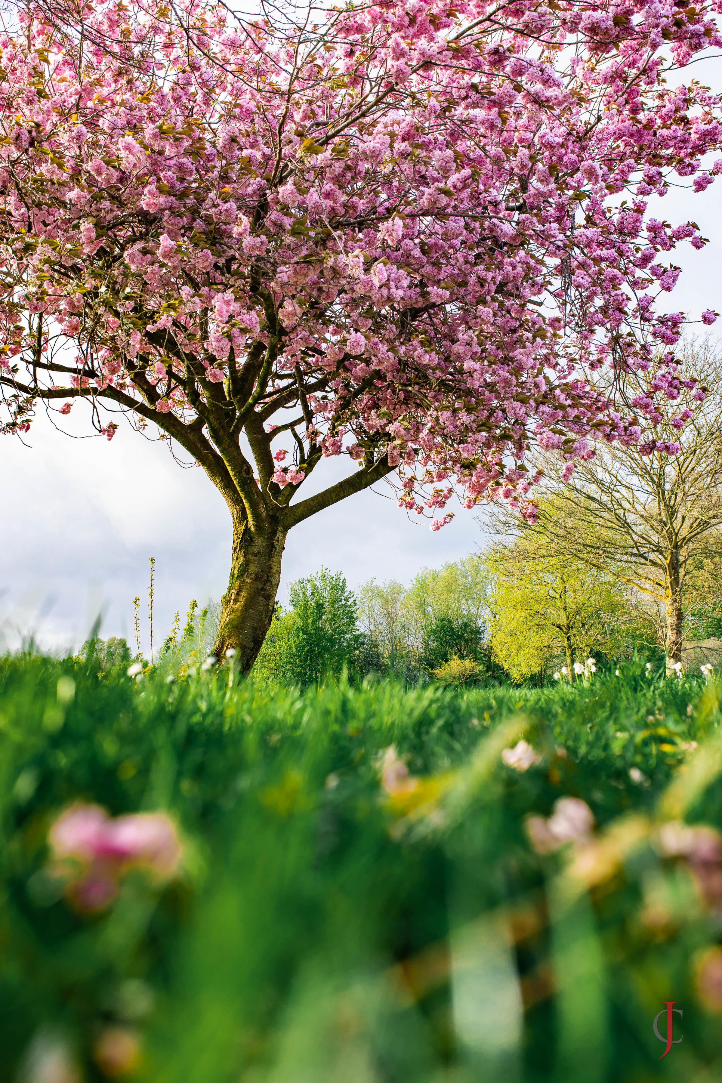 Pink and green