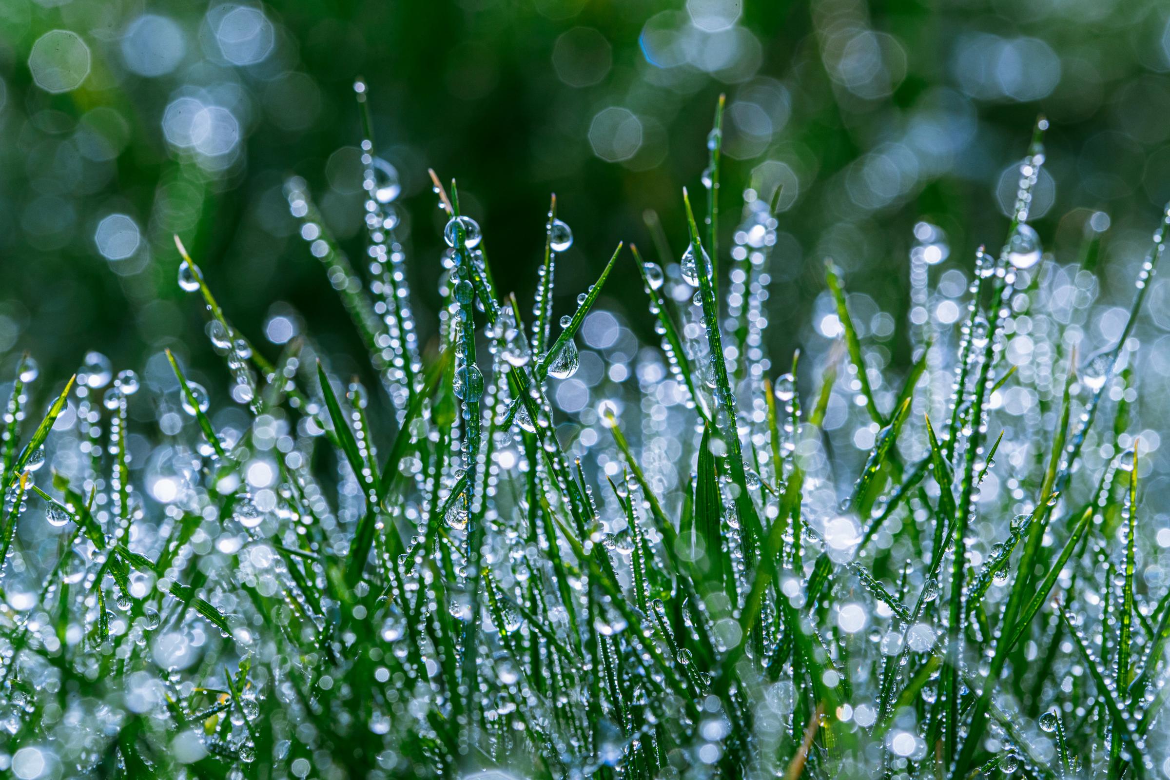 Droplets on grass, Sankey Valley Park