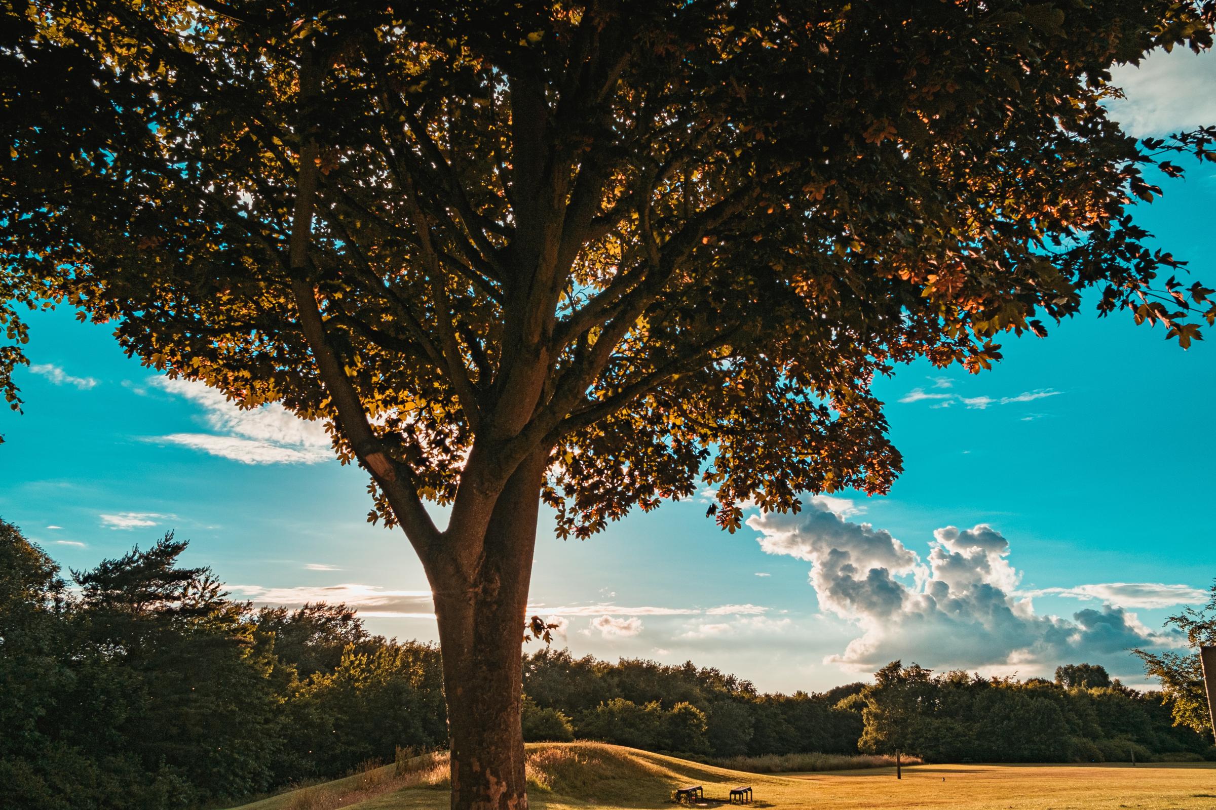 Summer skies