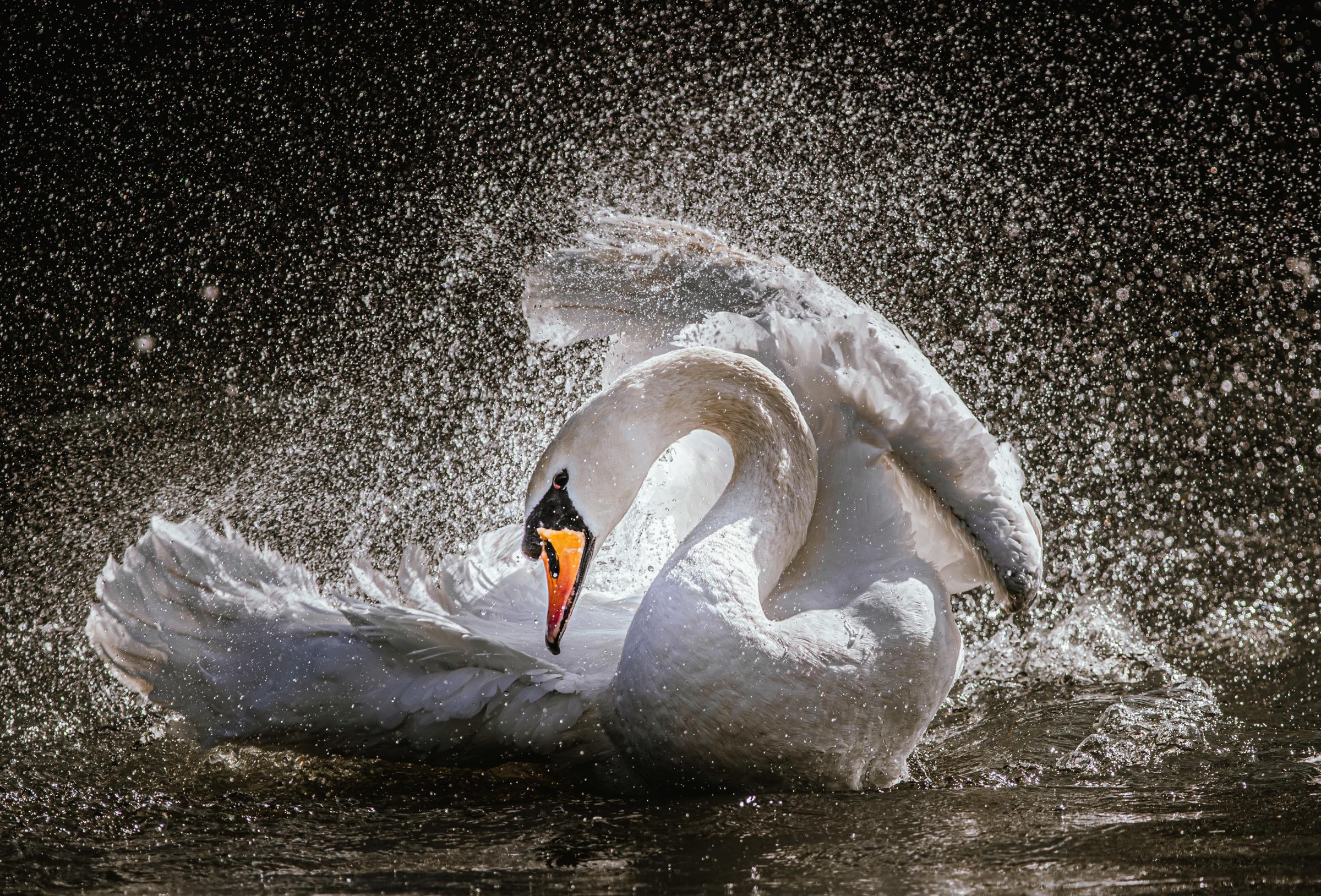 Dancing swan at Sankey Valley Park