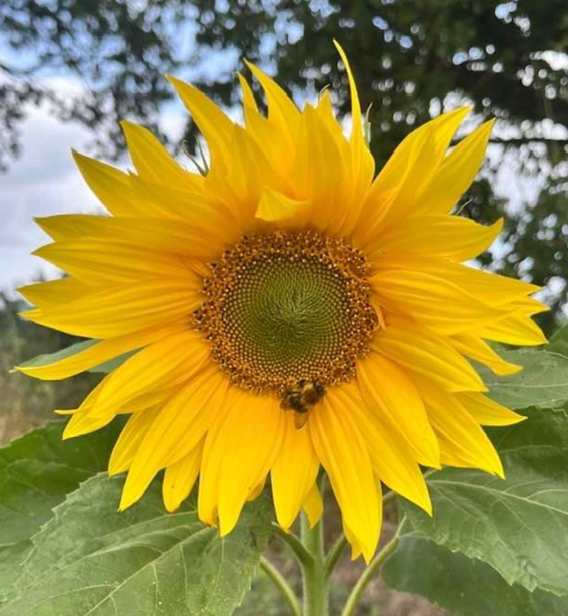 A bee on a sunflower by Kerrie Lyn