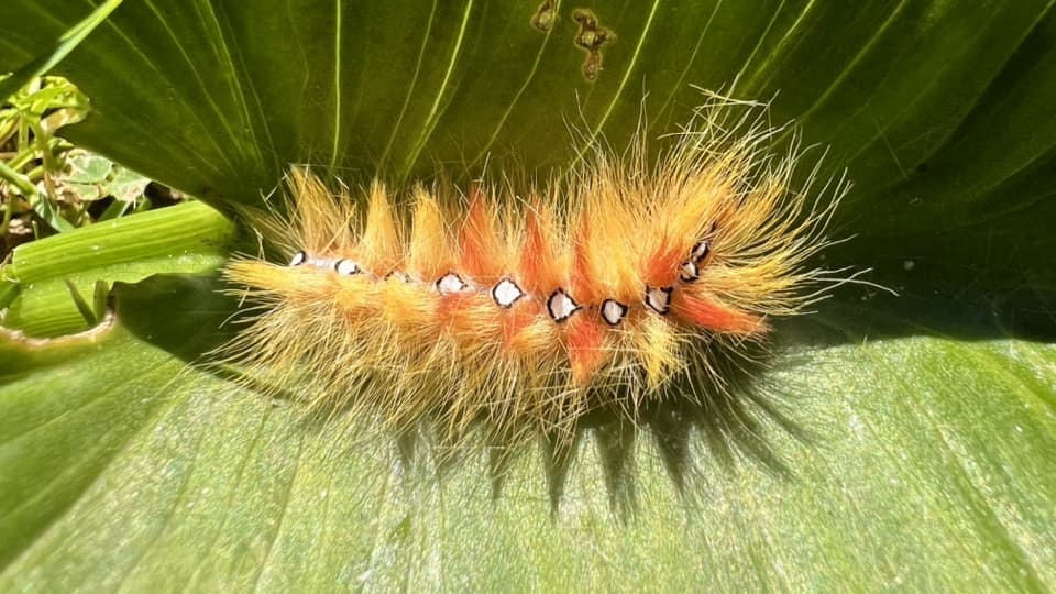 Caterpillar by Debbie Scragg