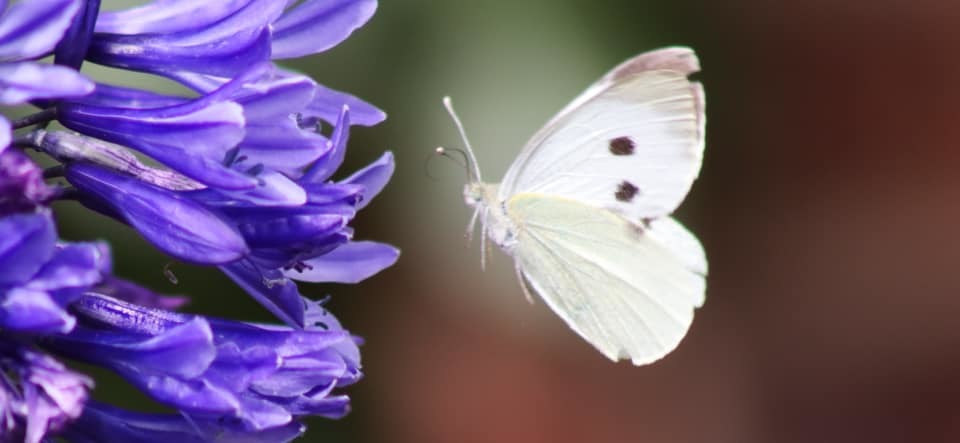 Coming into land by Tracy Milsom