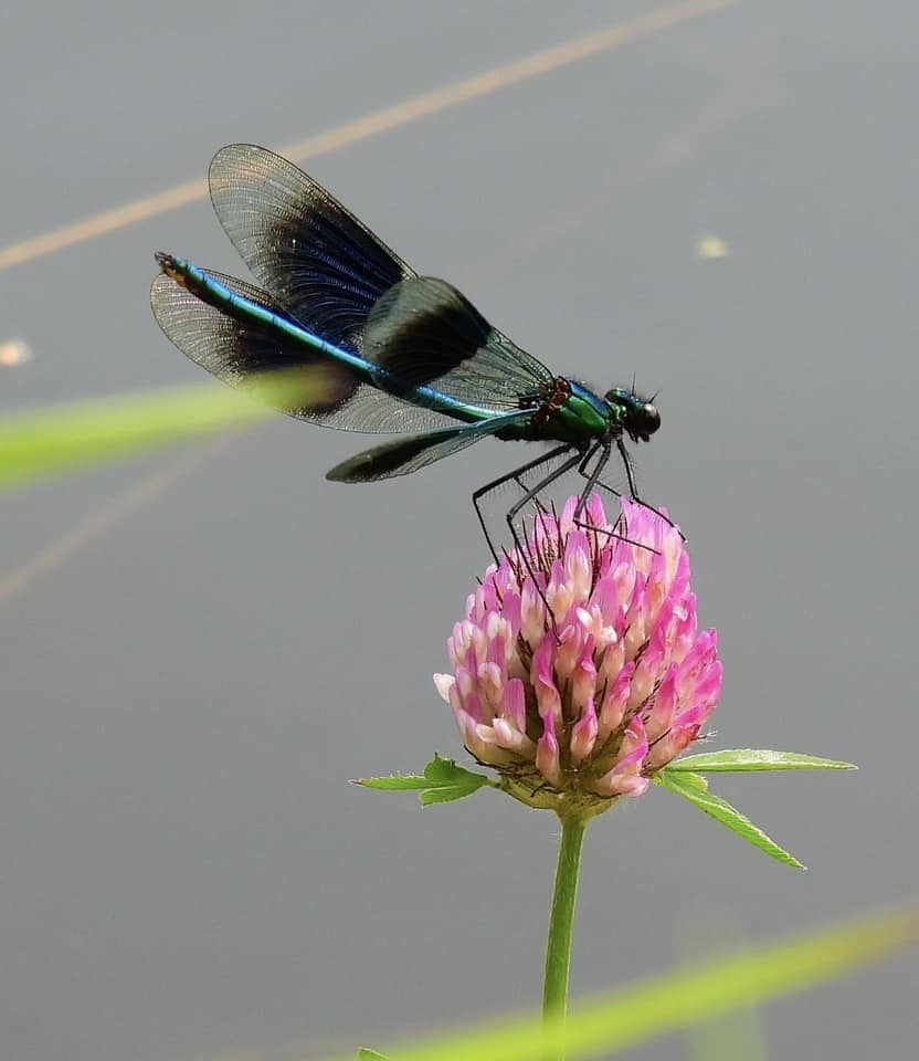 Landing by Debbie Scragg