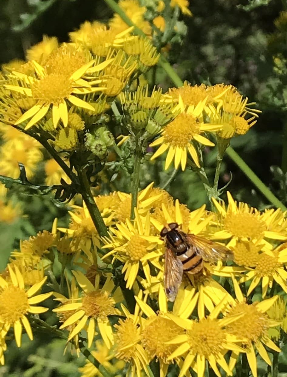 Nature at work by Anne Sawyer