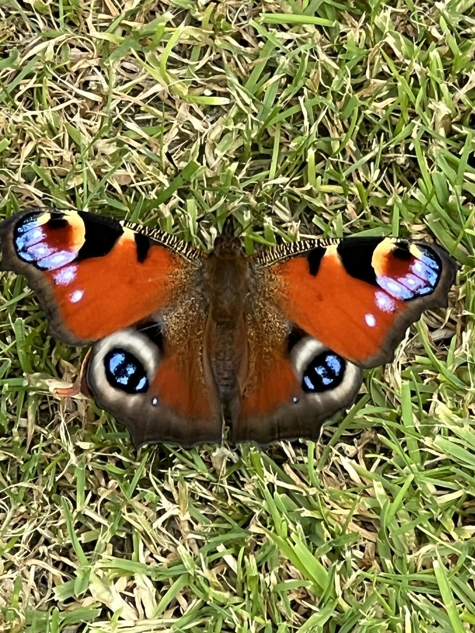 Peacock butterfly by Anne Sawyer