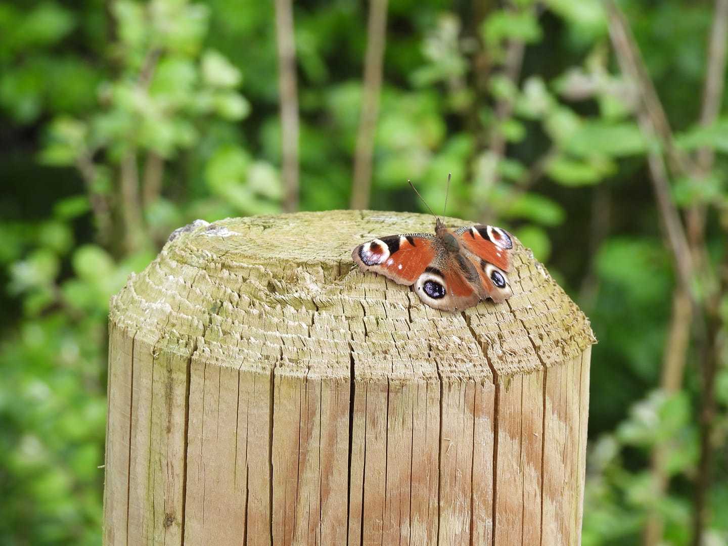 Peacock butterfly by Chloe Dickenson